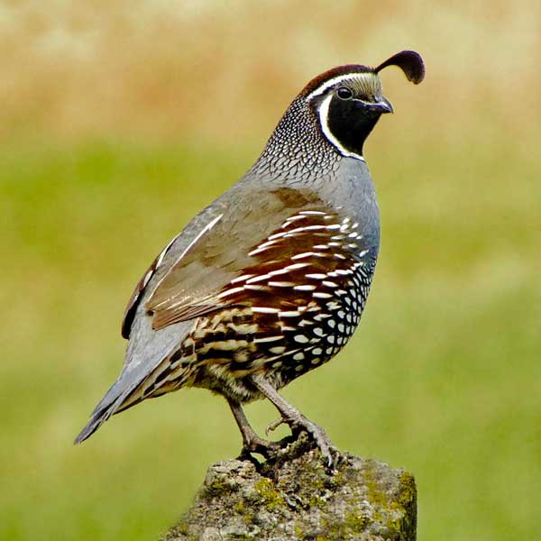 California Quail