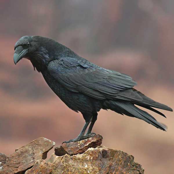 Common Raven