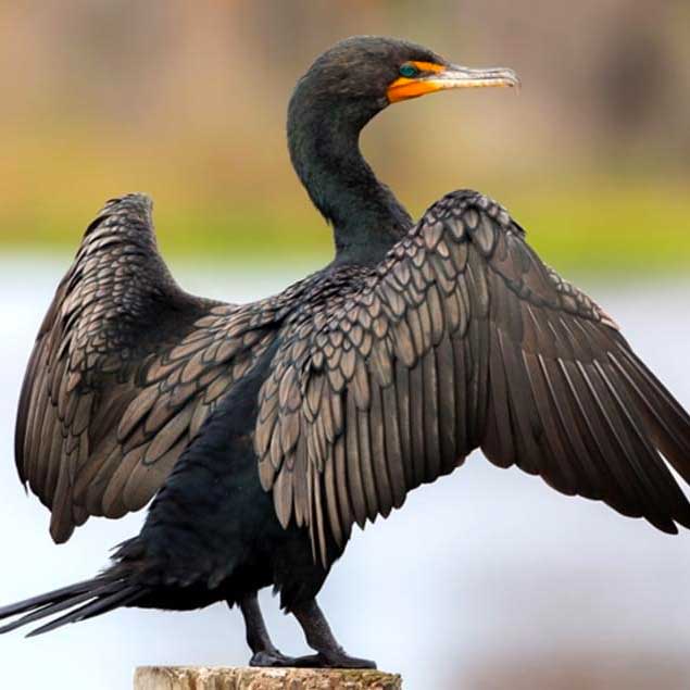 Doublecrested Cormorant Level 5 Study Guide Marin Audubon Society
